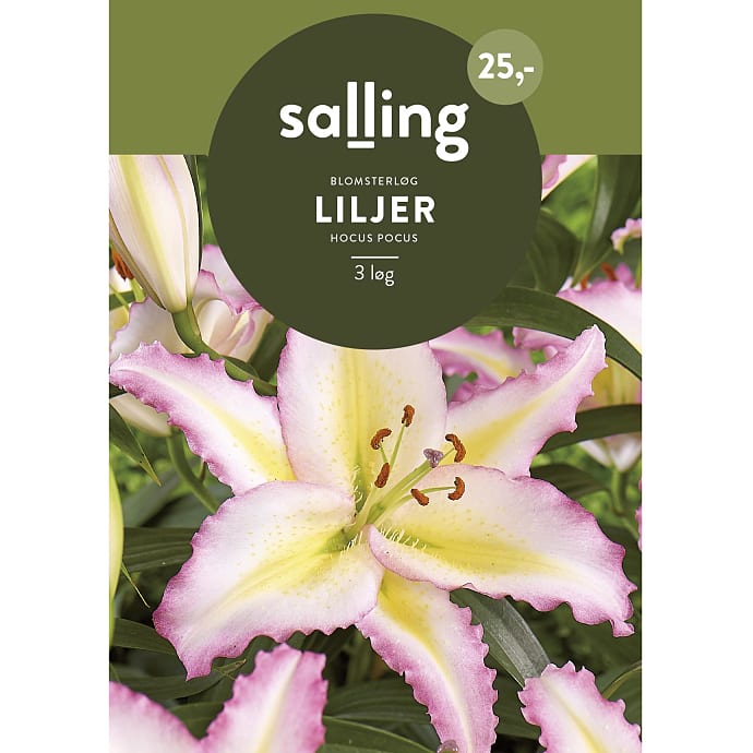Salling Blomsterløg Liljer Hocus Pocus
