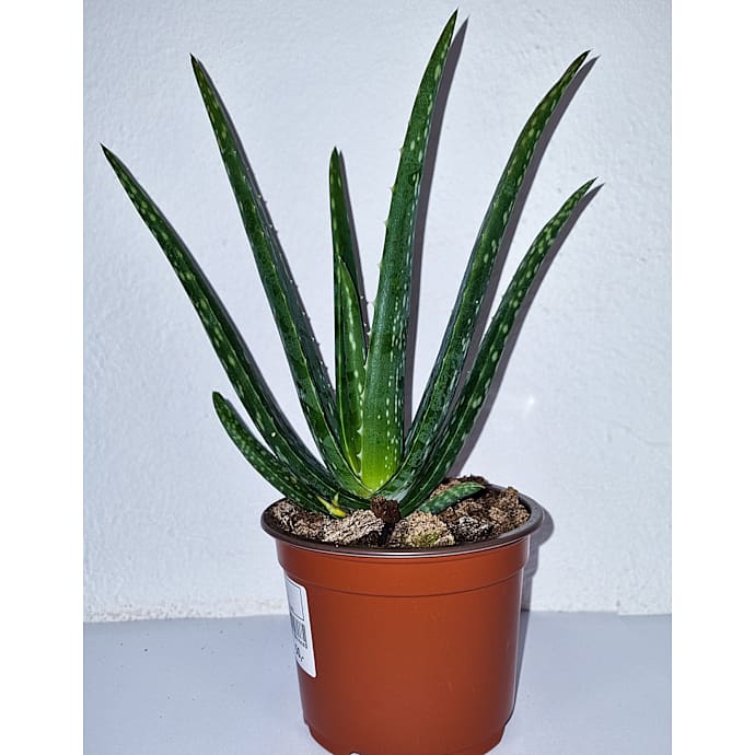 Middelhavsplante Aloe vera