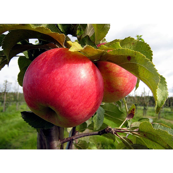 Frugttræ 26 cm potte