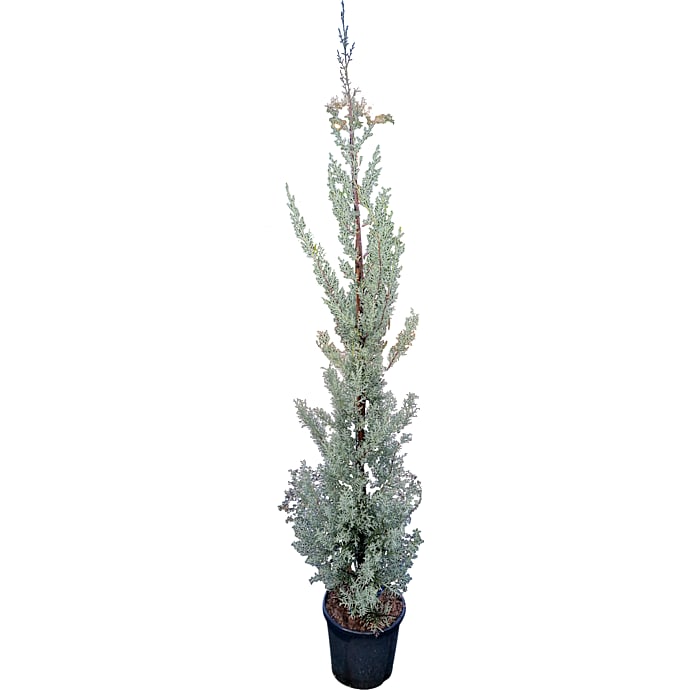 Cypres Cupressus arizonica 'Fastigiata Glauca'