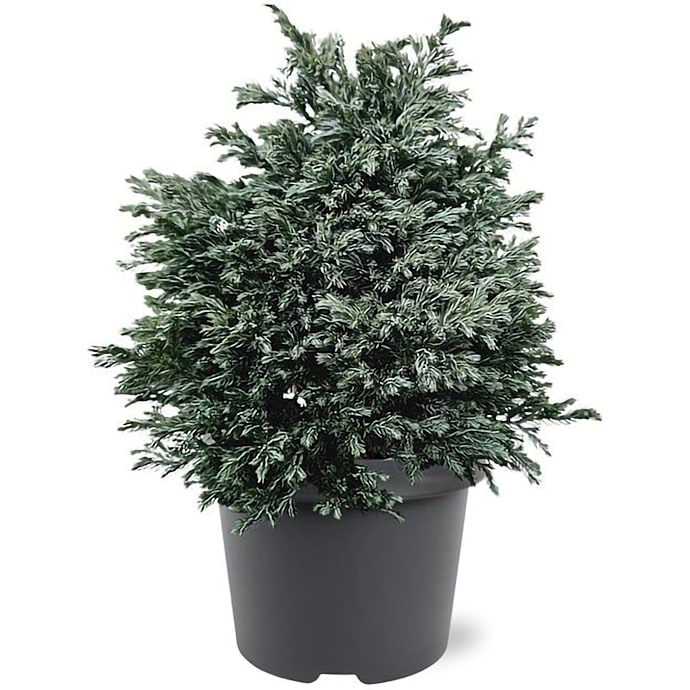 Trådcypres, Chamaecyparis pisifera blue planet, 19 cm potte