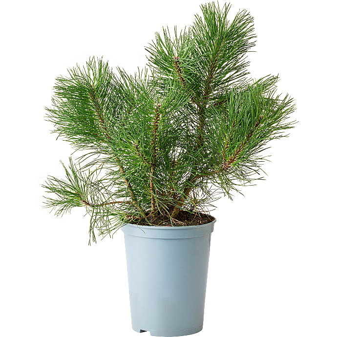 Bjergfyr, Pinus mugo, 19 cm potte
