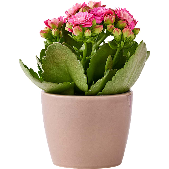 Kalanchoe - pink