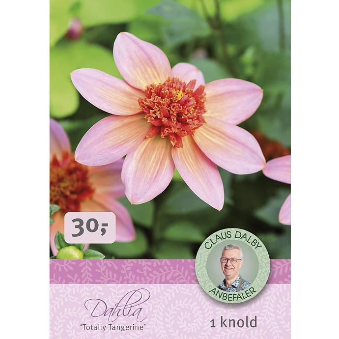 Claus Dalby Dahlia Totally Tangerine