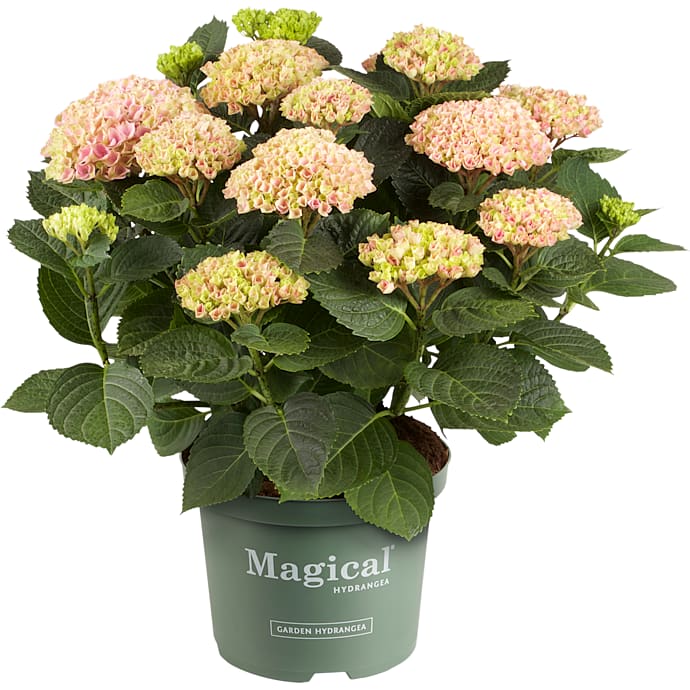 Hortensia Hydrangea Magical