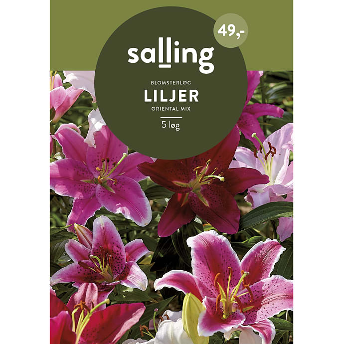 Salling Blomsterløg Liljer Oriental Mix