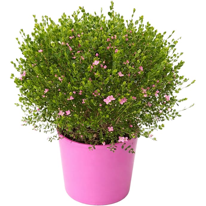 Koralrude Boronia Busk