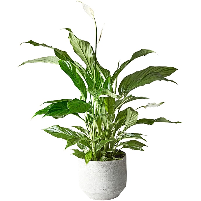 Spathiphyllum