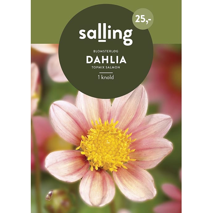 Salling Blomsterløg Dahlia Topmix Salmon