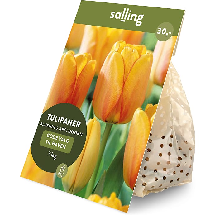 Salling blomsterløg Tulipaner Blushing Apeldoorn 7 løg
