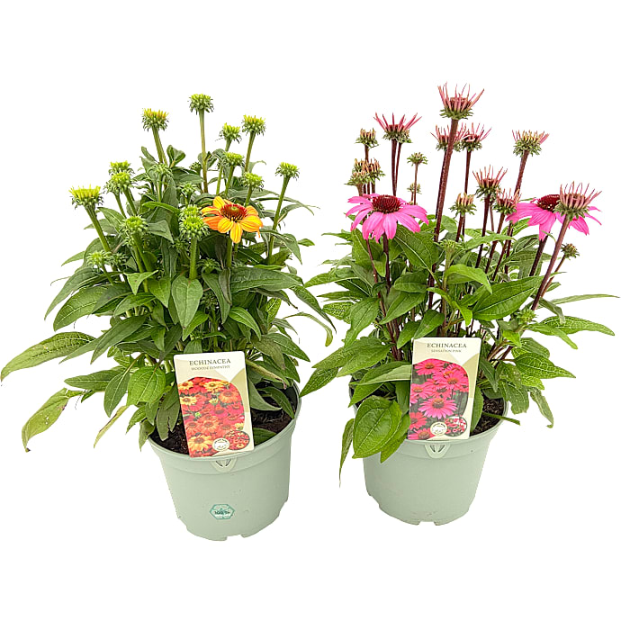 Solhat, Echinacea, 17 cm potte