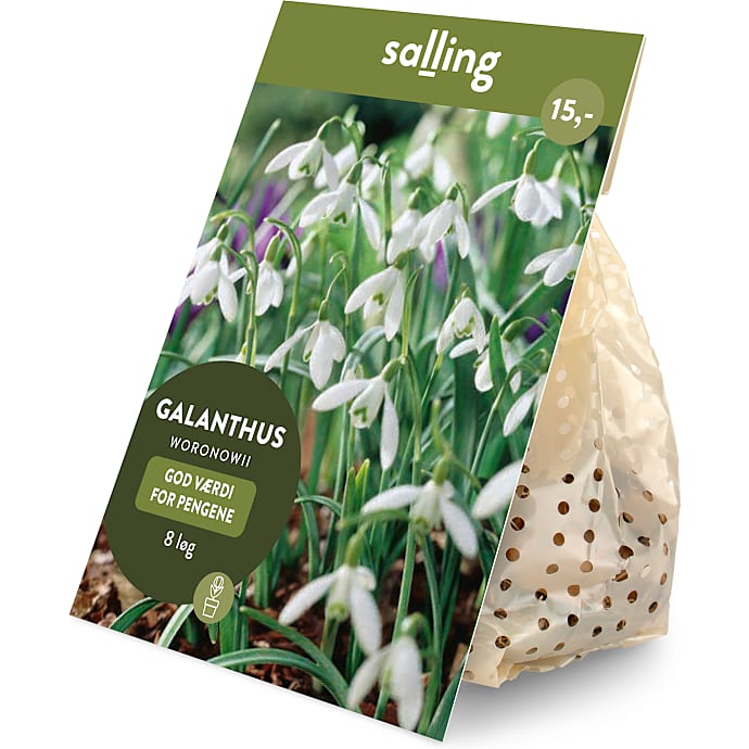 Salling blomsterløg Galanthus Woronowii 8 løg