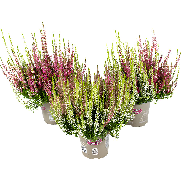 Hedelyng, Calluna Vulgaris Twiins, 11 cm potte