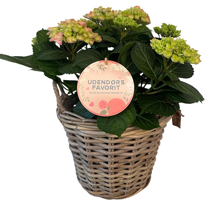 Hortensia i kurv - lyserød