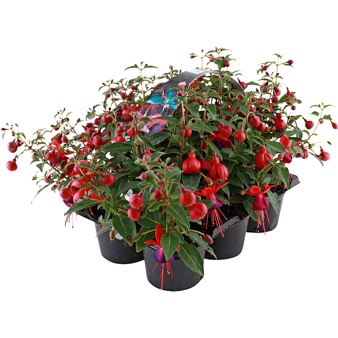 Sommerblomster 6-pak