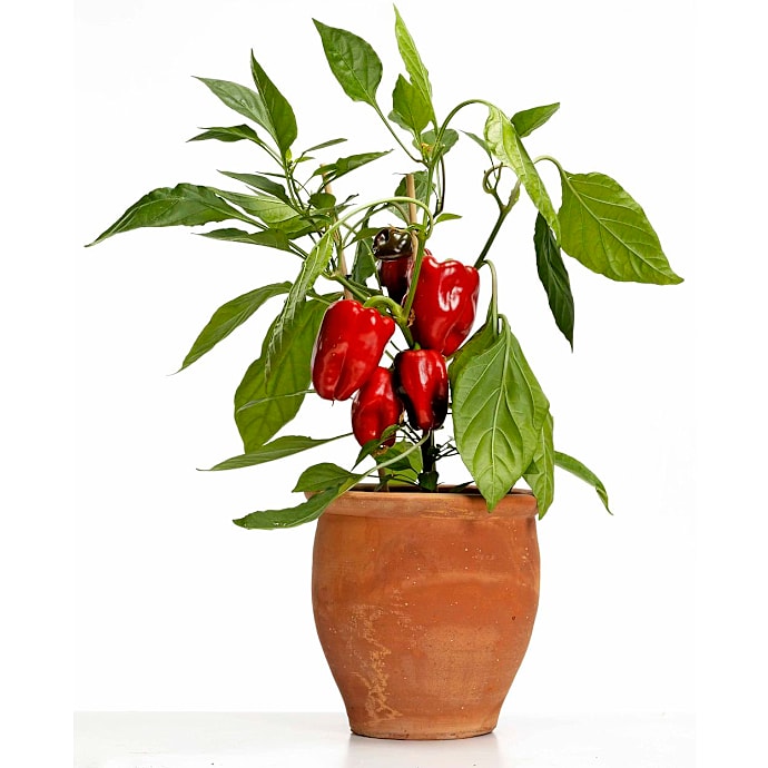 Økologisk peberplante