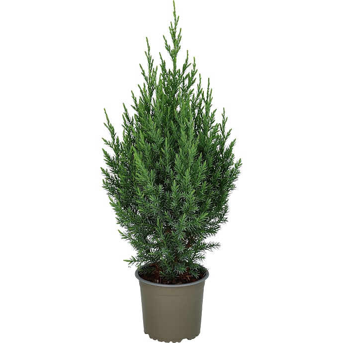 Kinesisk Enebær, Juniperus chin. 'Stricta' - 13 cm potte