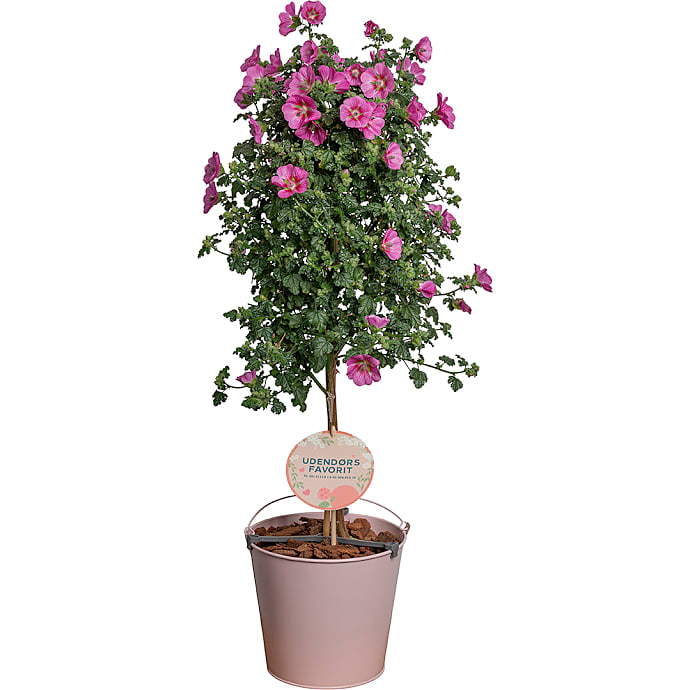 Opstammet plante