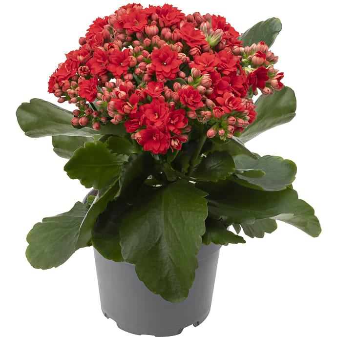 Kalanchoe - rød
