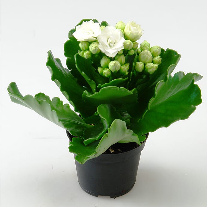 Mini Kalanchoe Hvid