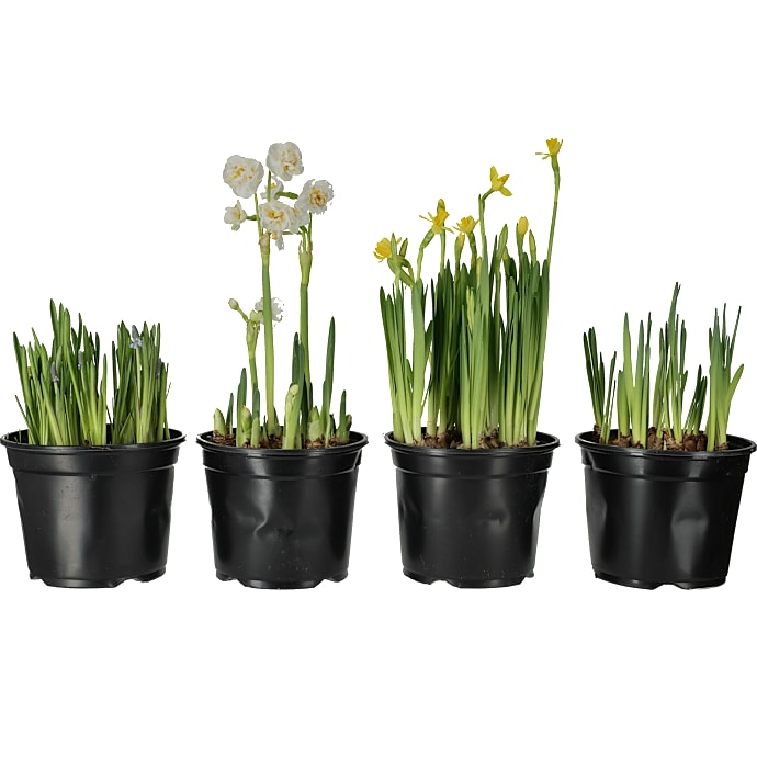Løgmix 19 cm potte assorteret