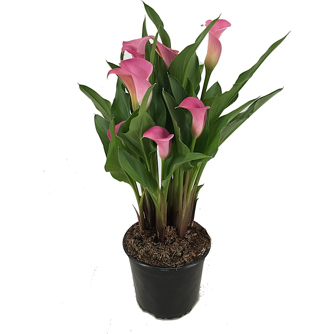 Calla Zantedeschia
