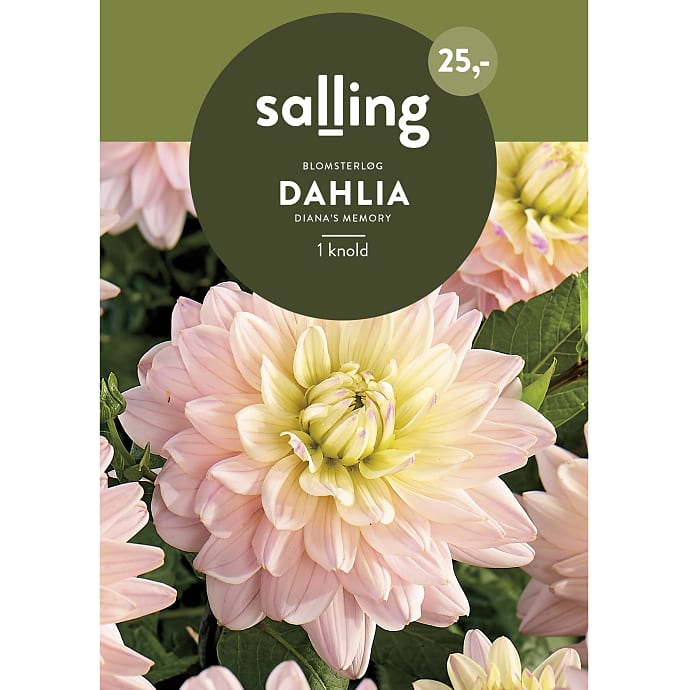 Salling Blomsterløg Dahlia Dian'a Memory