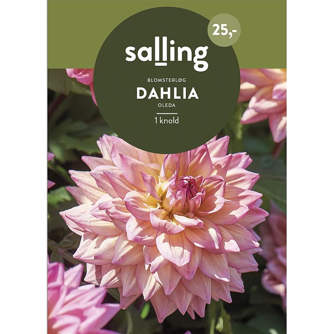 Salling Blomsterløg Dahlia Oleda