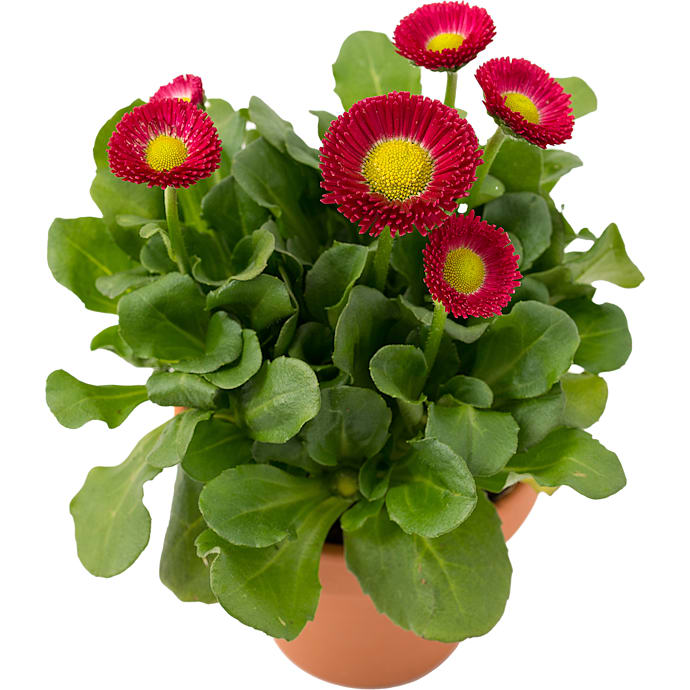 Tusindfryd Bellis 12 cm potte