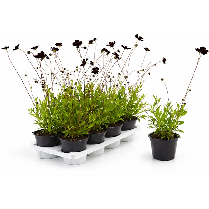 Chokoladeblomst 13 cm Potte