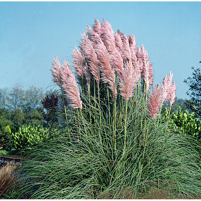 Pampasgræs, Cortaderia, 17 cm potte