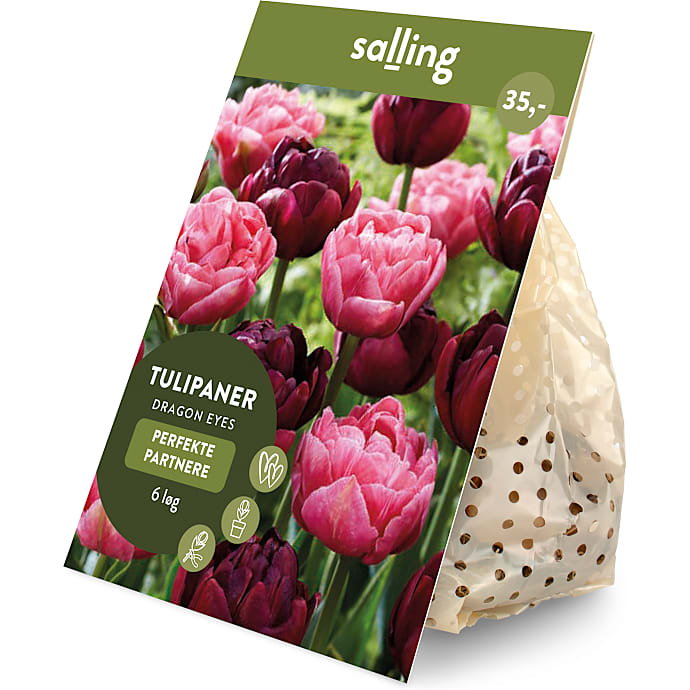 Salling blomsterløg Tulipaner Dragon Eyes 6 løg