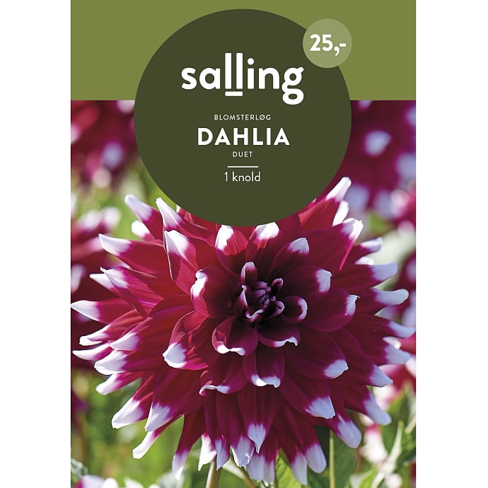 Salling Blomsterløg Duet