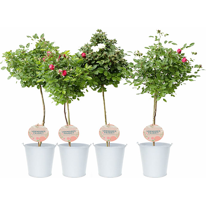 Opstammet rose assorteret