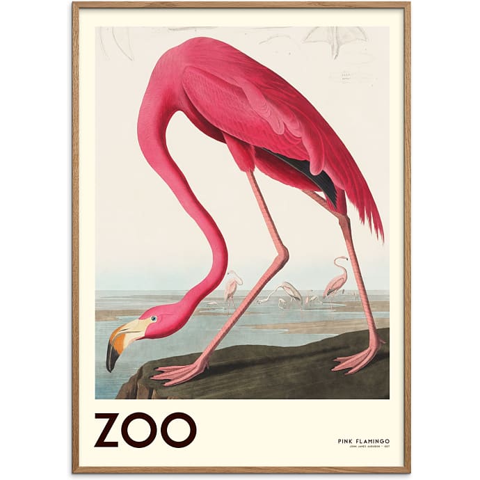 Citatplakat The Zoo Collection Flamingo 30x40