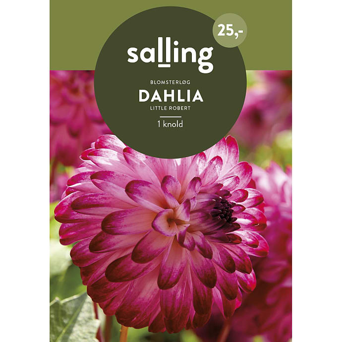 Salling Blomsterløg Dahlia Little Robert