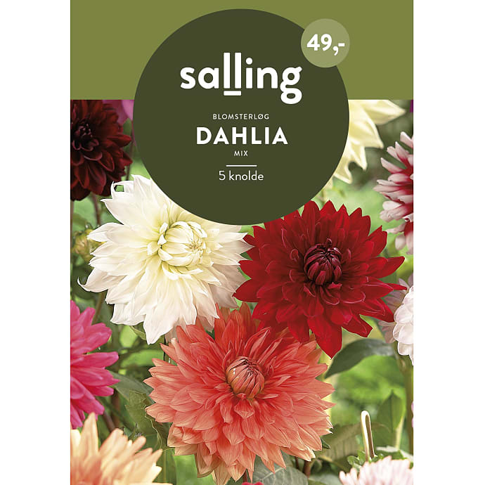 Salling Blomsterløg Dahlia Mix