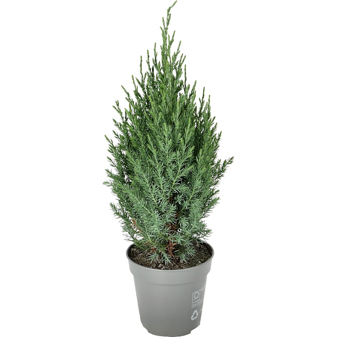 Ædelcypres, Chamaecyparis law. 'Ellwoodii', 13 cm potte