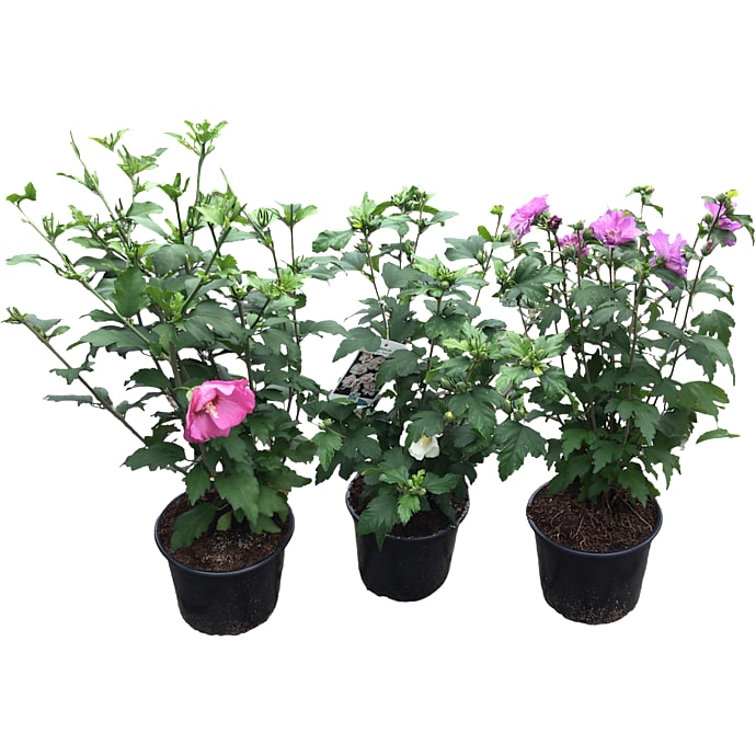Syrisk rose, Hibiscus syriacus, 17 cm potte