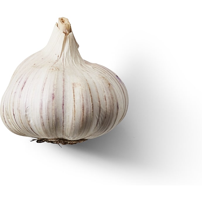 Hvidløg