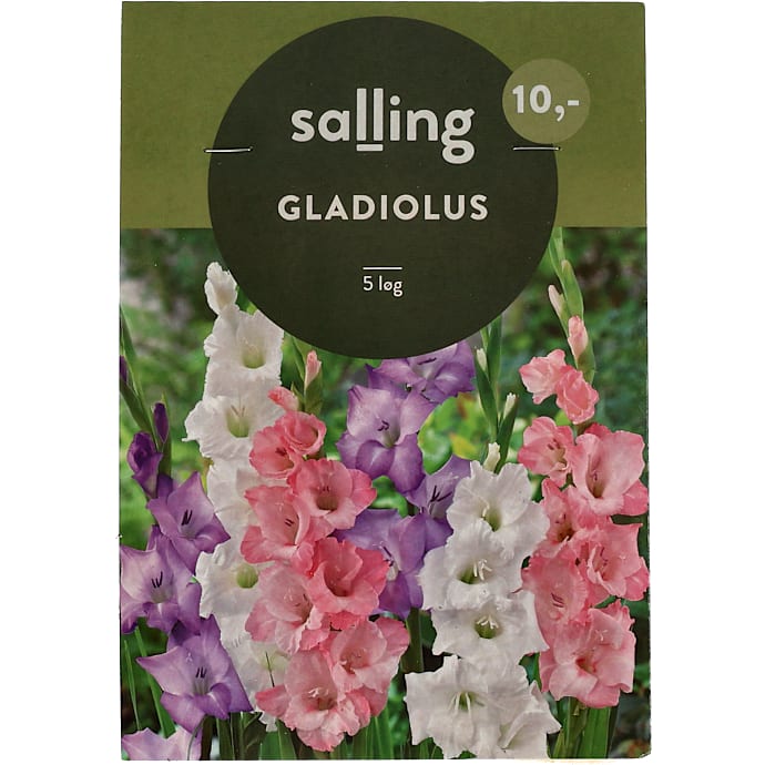 Salling Blomsterløg Gladiolus