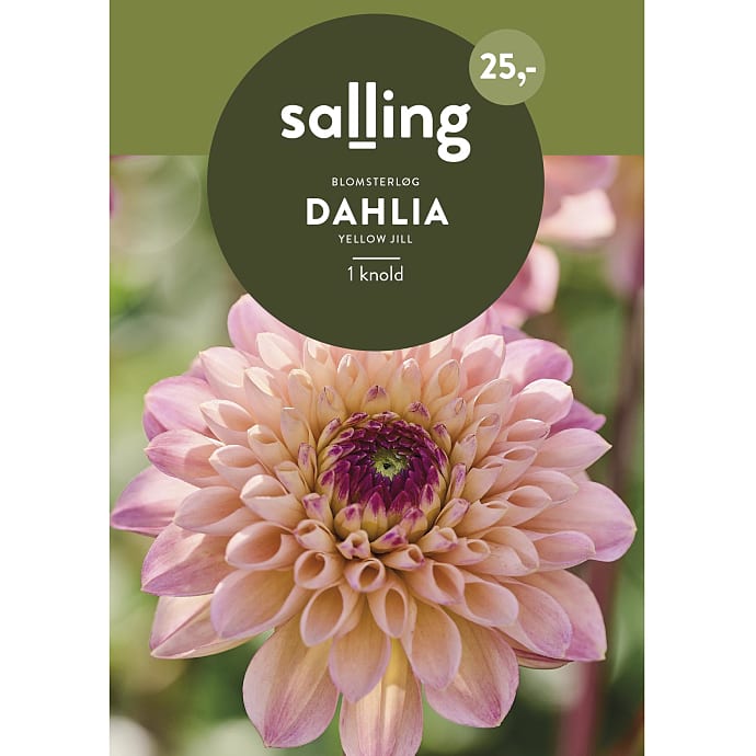 Salling blomsterløg Dahlia Yellow Jill