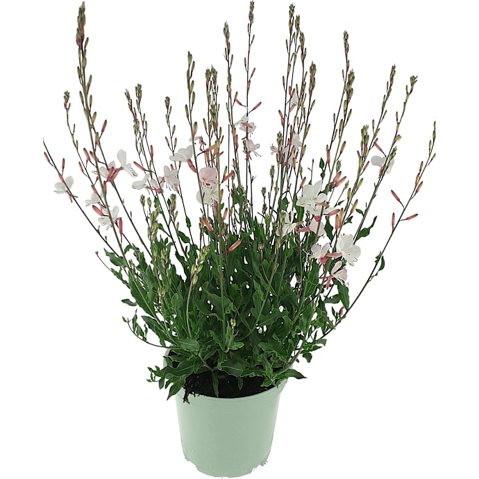 Stauder Potte 19 cm