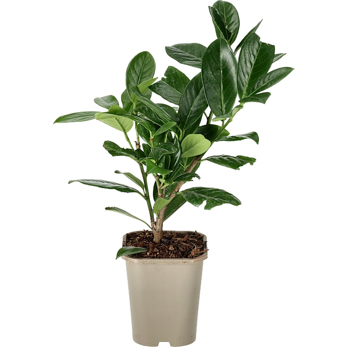 Kirsebærlaurbær, Prunus laurocerasus 'Novita', 11 cm potte