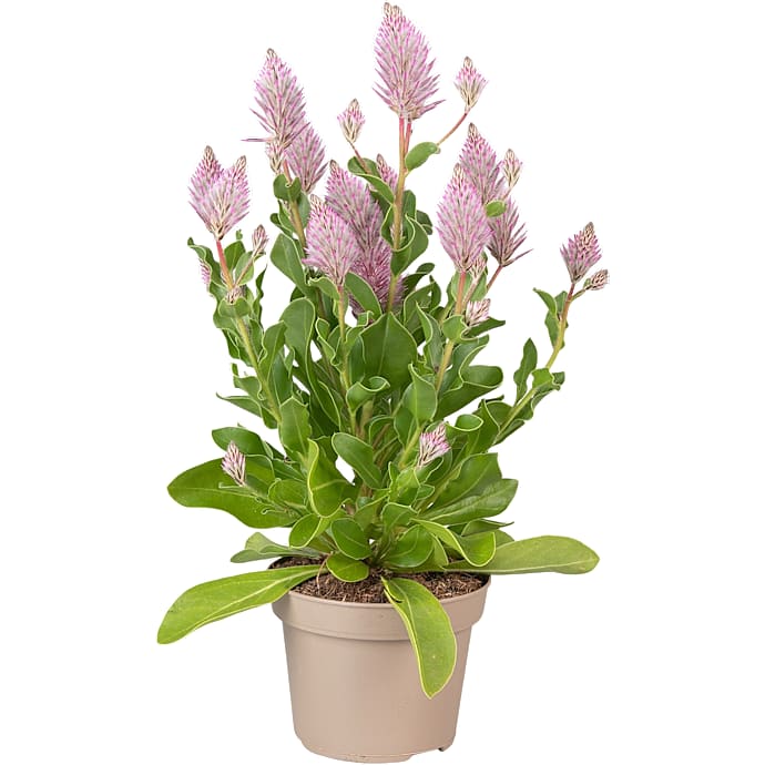 Ptilotus Exaltatus Joey P13