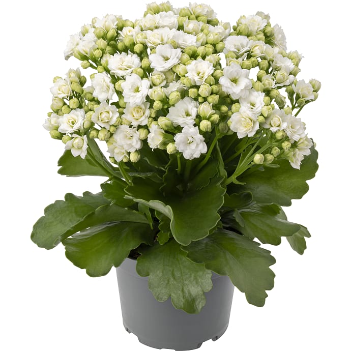 Kalanchoe hvid