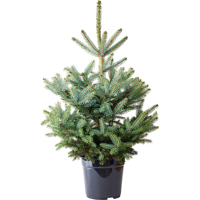 Blågran Picea Pungens Baby Blue