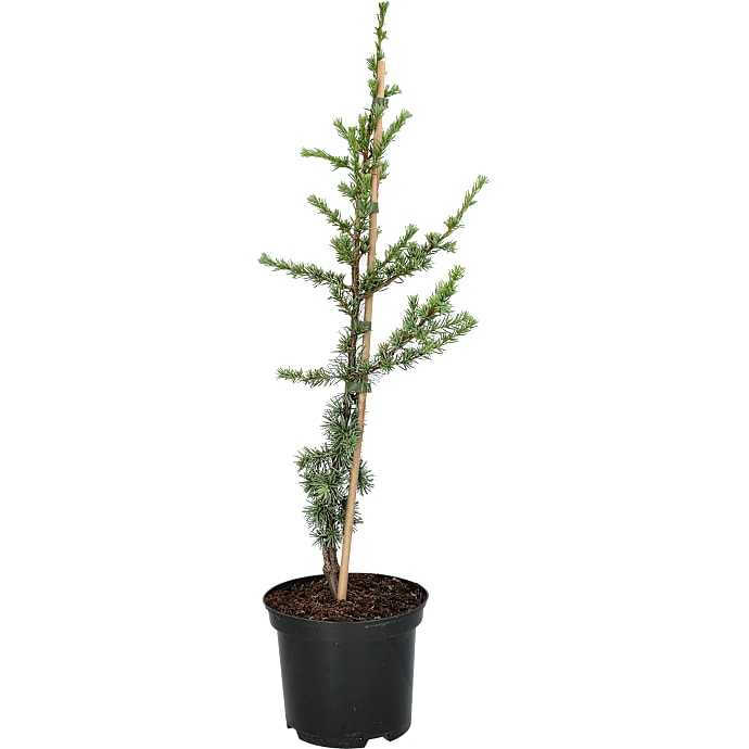 Cedertræ, Cedrus Libani Glauca, 19 cm potte