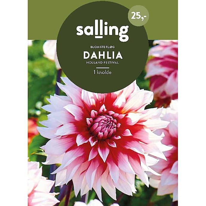 Salling Dahlia blomsterløg Holland Festival