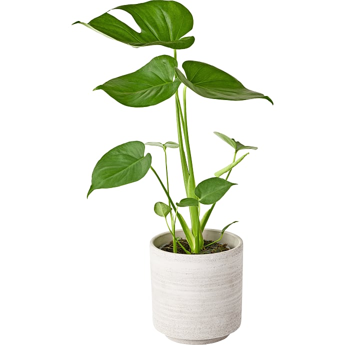 Monstera deliciosa